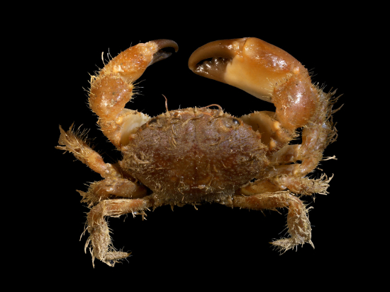  Pilumnnus hirtellus   (Bristle Crab, Hairy Crab)